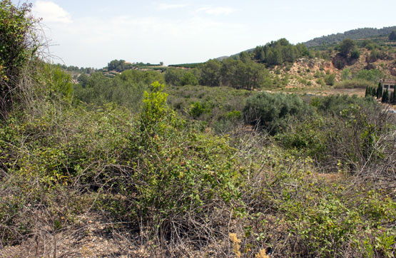 Otros  en partida Cantarals, En Xàtiva, Y Font De Vaques, En Llosa D, Llosa De Ranes (La)