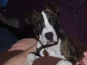 treacle-05012011-10