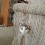 cat in sofa