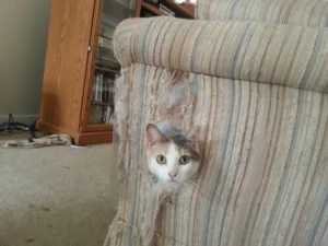 cat in sofa