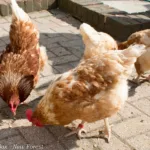chickens 3