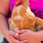 chickens 4