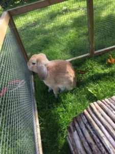 guy fawn lop eared rabbit