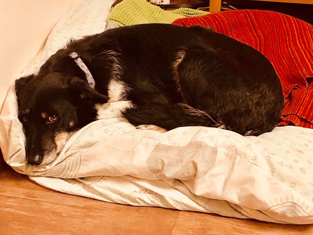 Dash All Animal Rescue