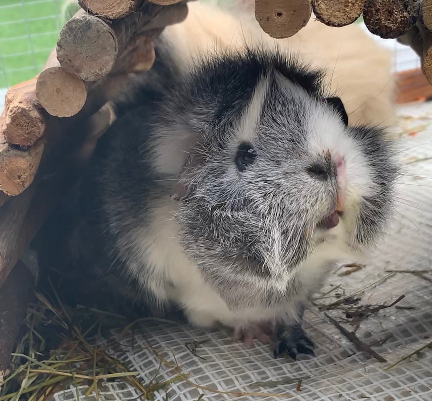 2nd Entry is Guinea Pig Clover All Animal Rescue