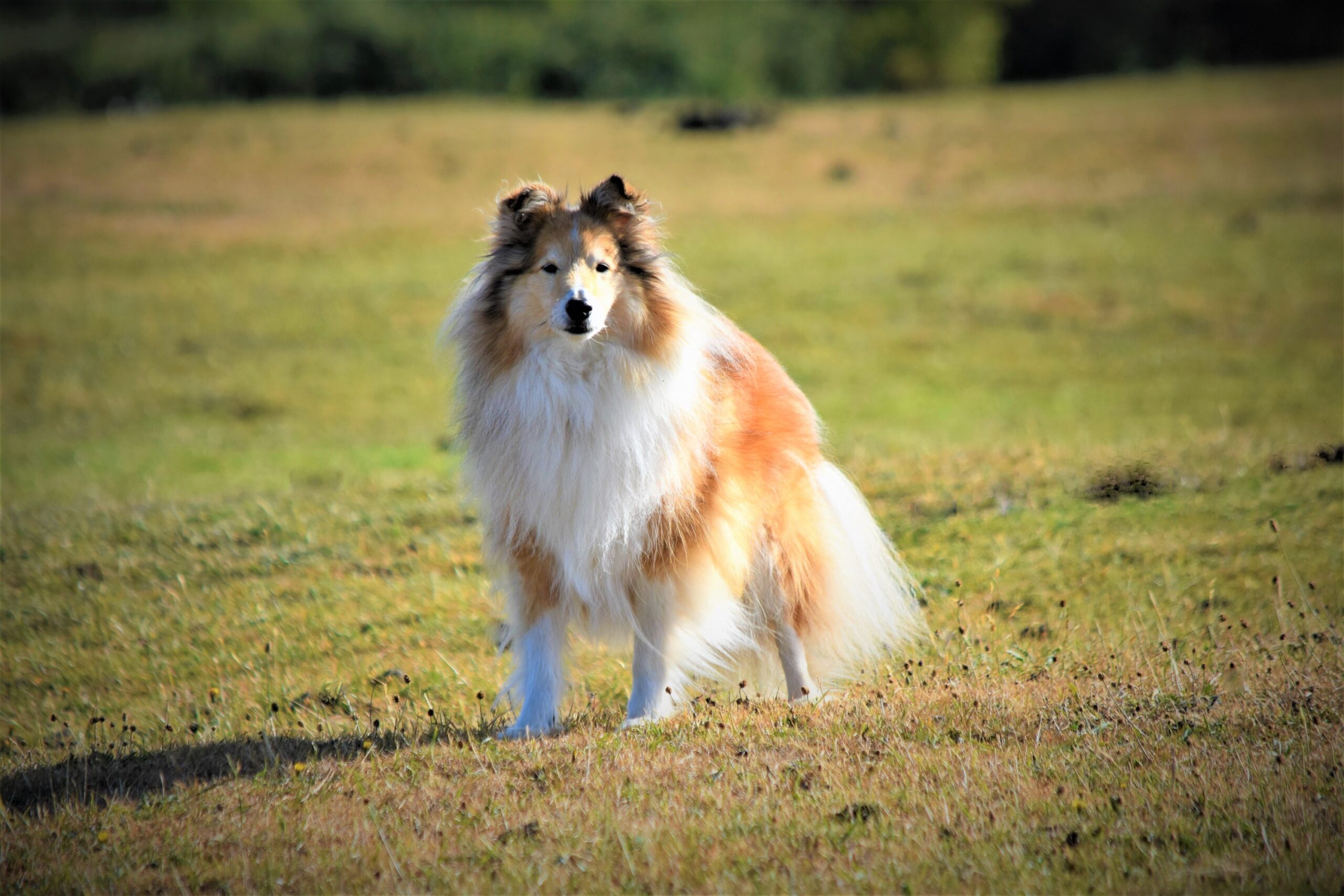 5th Entry Is Shetland Sheepdog Rebel – All Animal Rescue