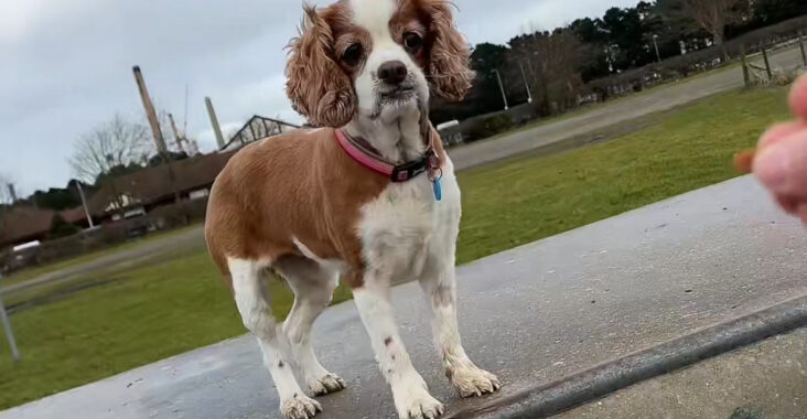 cavalier king charles spaniel rescue seattle