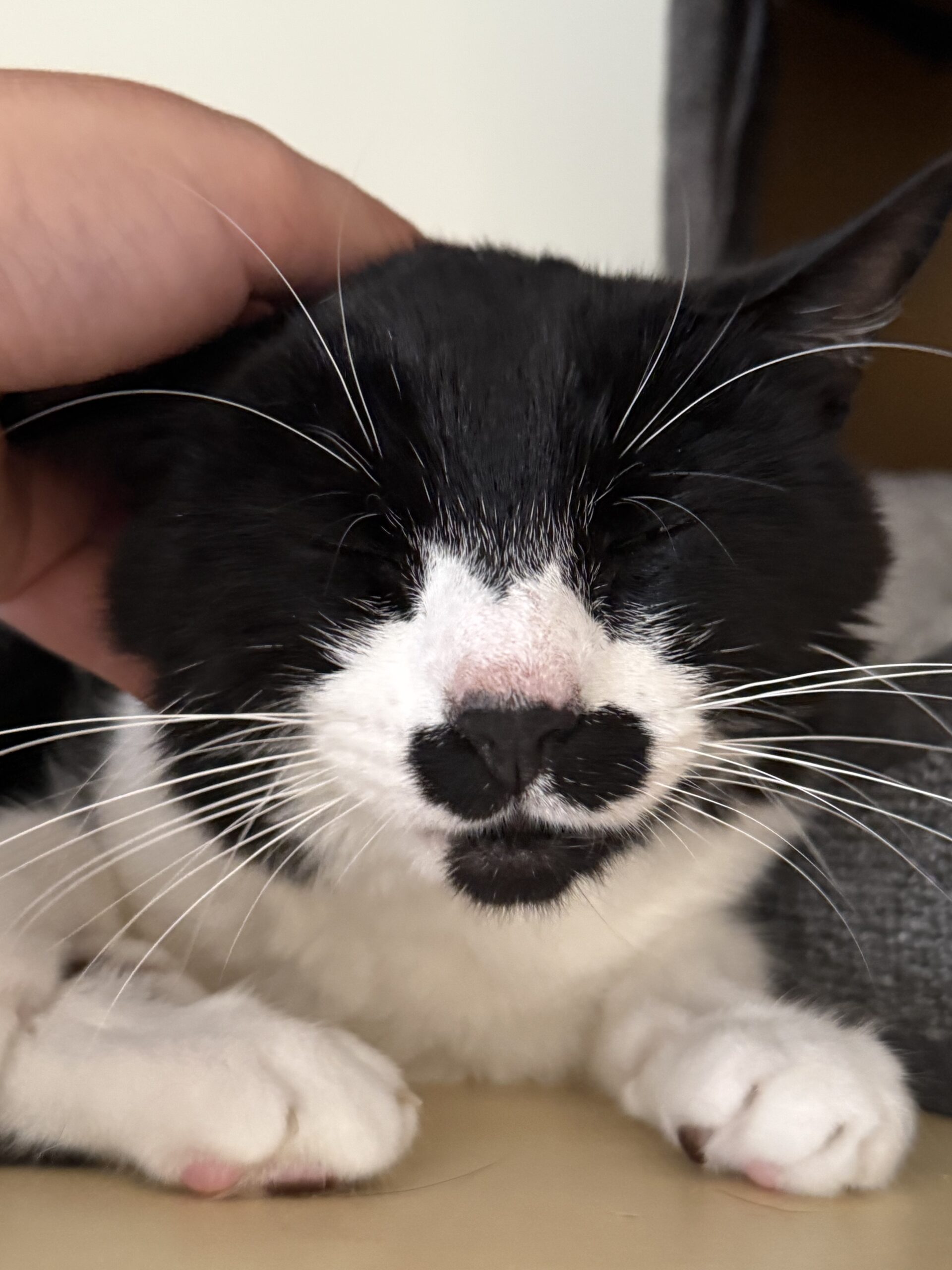 Oreo the cat