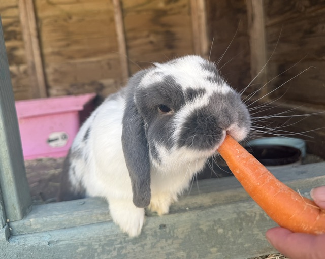 Rocco the rabbit