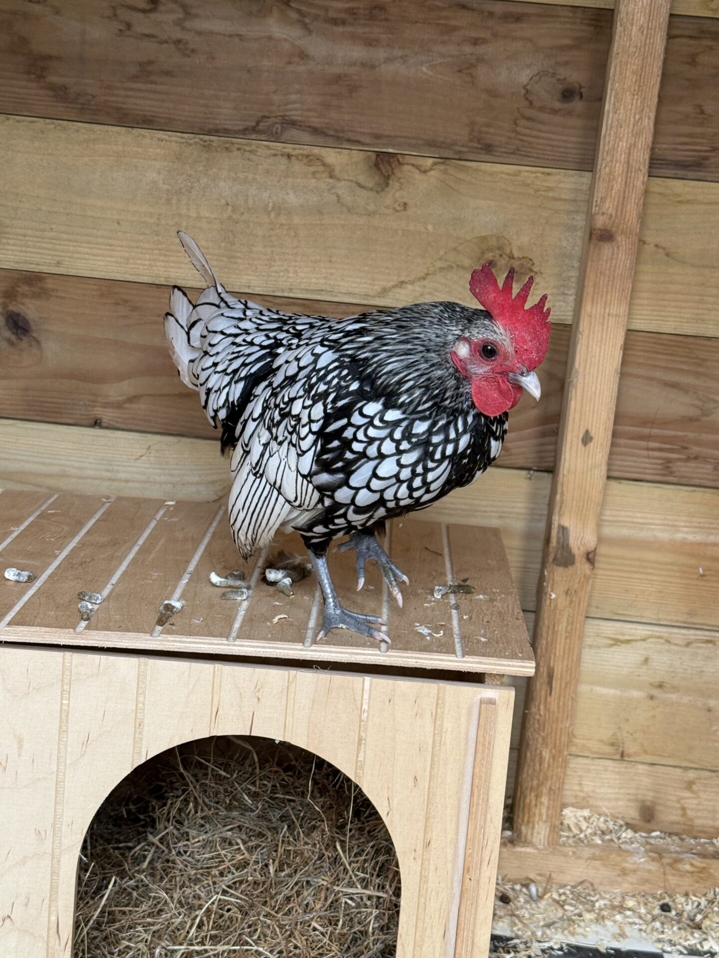 Pint Sized Pete cockerel