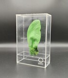 ECOARTS - Amazônia creation. Araribá seeds in an acrylic case. Part of an innovative project to reforest the amazonian forest in the Mato Grosso region., 25x13x3cm,