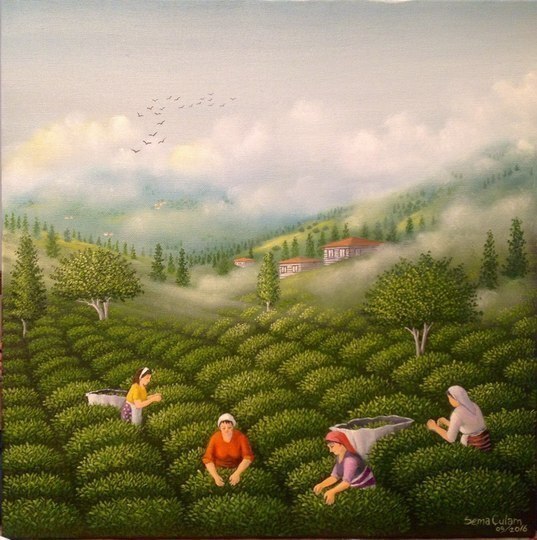 Tea field