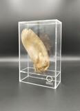 ECOARTS - Amazônia creation. Araribá seeds in an acrylic case. Part of an innovative project to reforest the amazonian forest in the Mato Grosso region., 25x13x3cm,