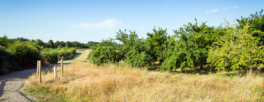 Four Horseshoes - Image 1