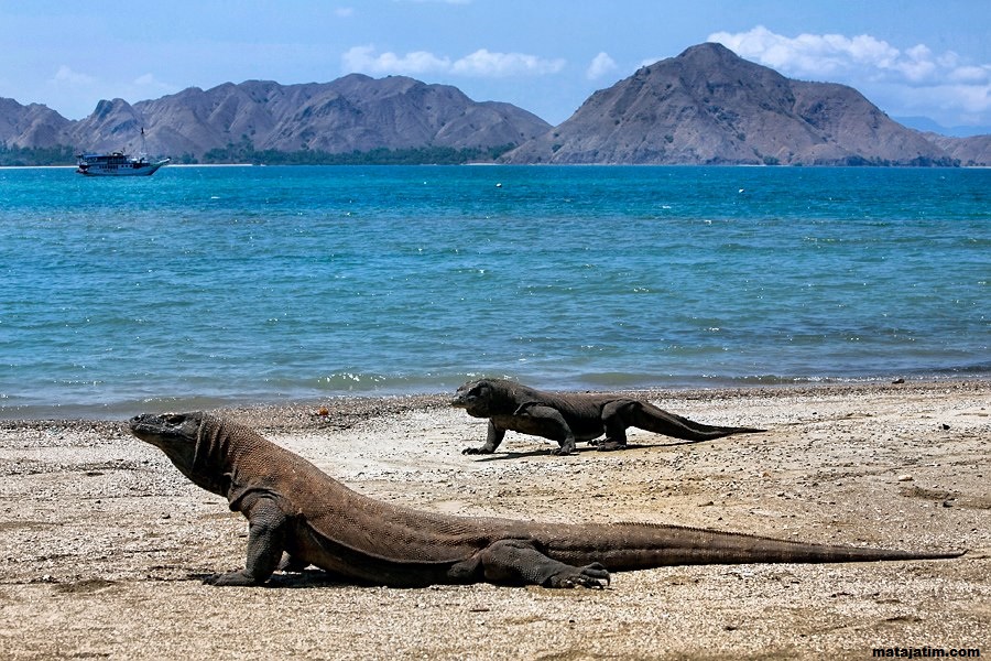 Komodo Island Landscape