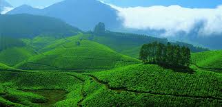 Tea Plantations in Indonesia