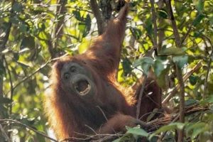 Tanjung Puting National Park