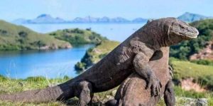 Komodo National Park