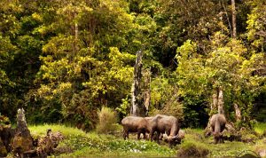 Kerinci Seblat National Park