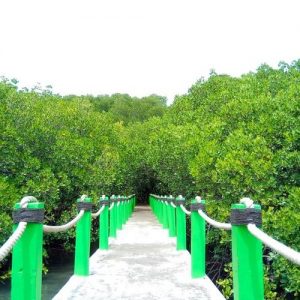 Mangrove Forest