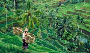 Balinese farmer