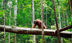 Gunung Palung National Park