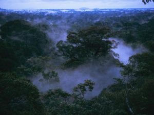 The magical atmosphere of Gunung Palung National Park