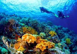 Wakatobi Marine National Park