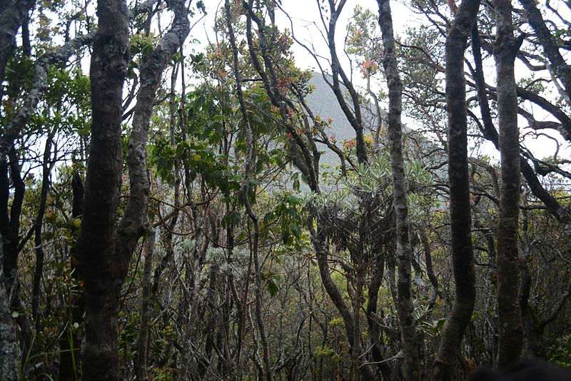 Gunung gede Pangrango National Park