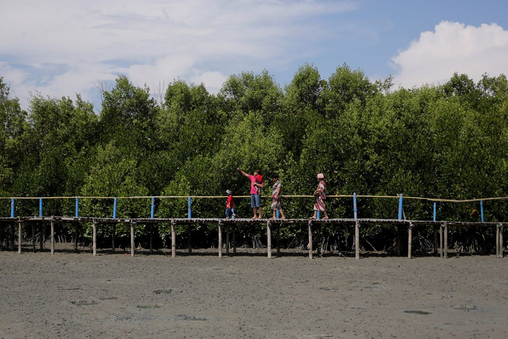 Mangrove Forests in Indonesia
