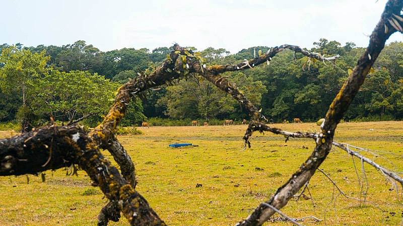 Gunung Salak National park