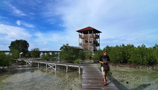 Mangrove Forests in Indonesia