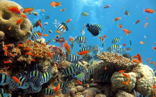 Diving Spots in East Nusa Tenggara