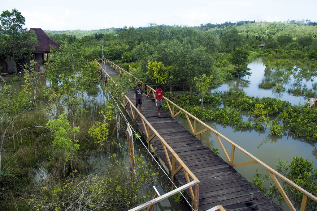 Mangrove Forests in Indonesia