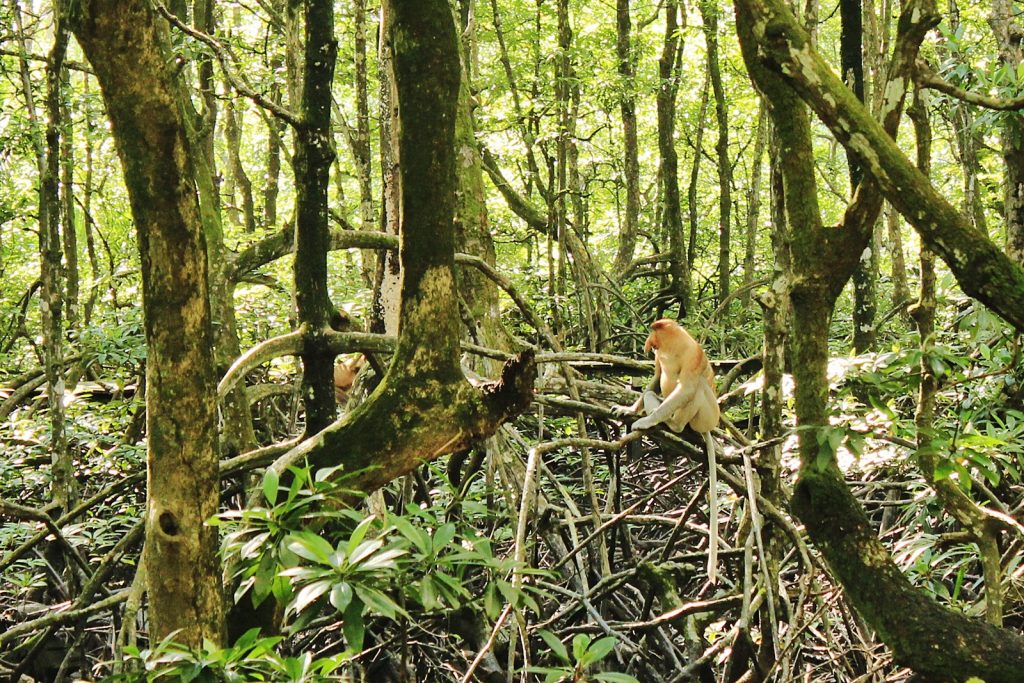 Mangrove Forests in Indonesia
