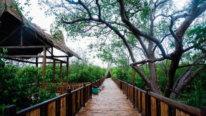 Mangrove Forests in Indonesia