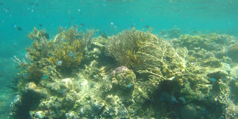 Diving Spots in East Nusa Tenggara
﻿