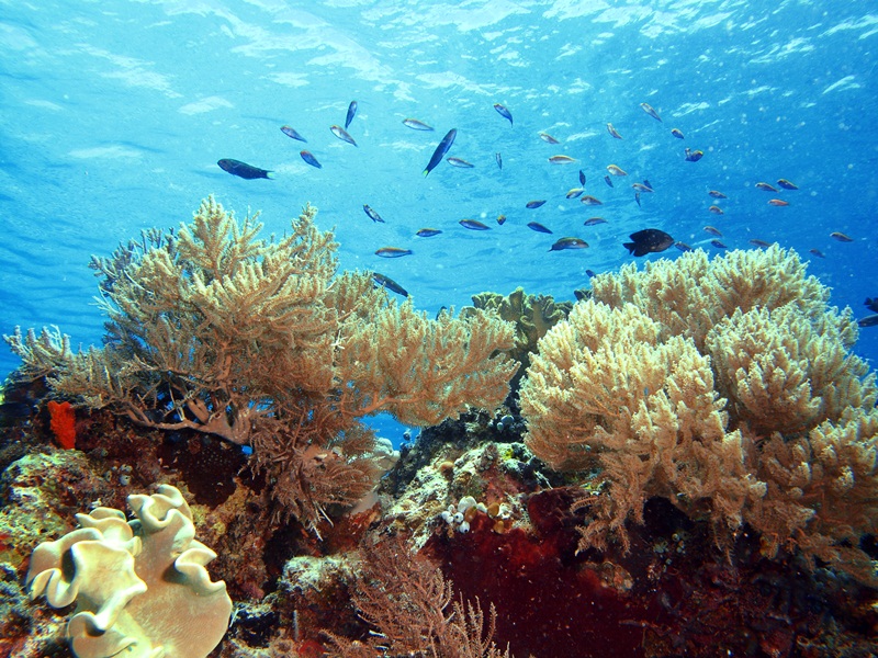 Diving Spots in East Nusa Tenggara