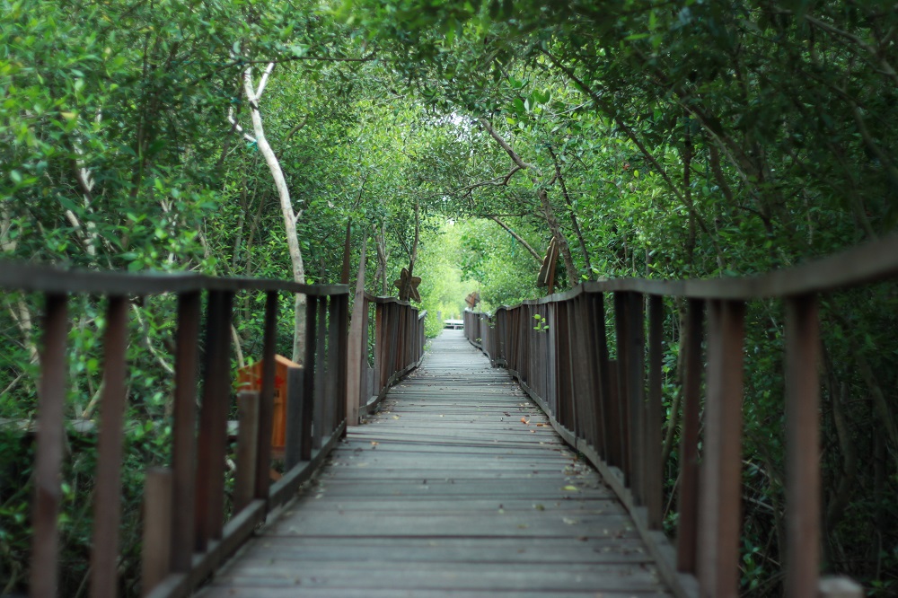 Mangrove Forests in Indonesia
