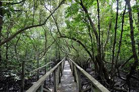 Mangrove Forests in Indonesia