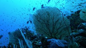 Diving Spots in Aceh