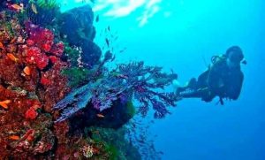 Diving Spots in Aceh