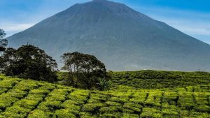 Mountains to Hike in Jambi