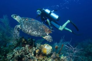 Diving Spots in Aceh