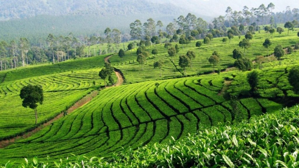 Tea Plantation Near Bandung
