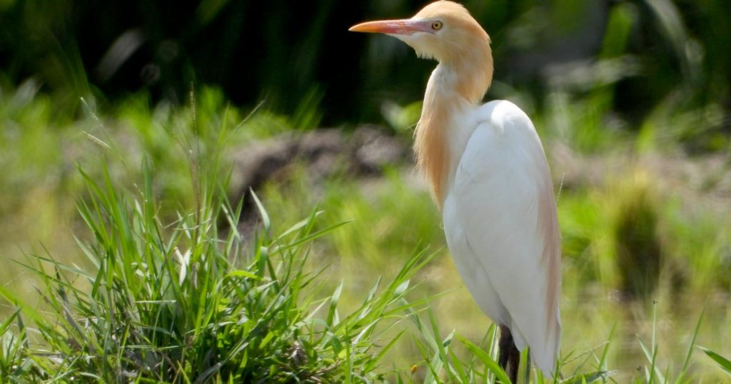 Zoos and Aquariums in Bali