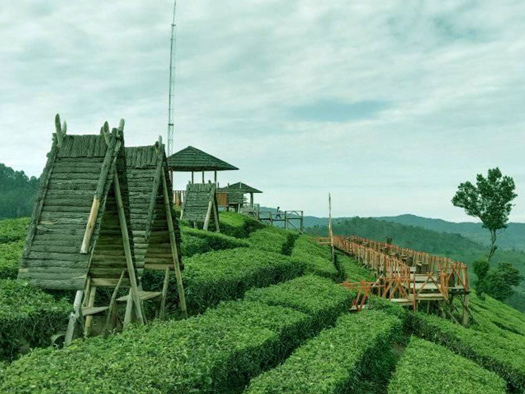 Tea Plantation Near Bandung