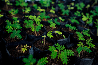 Propagation and Nursery Establishment at The UWI - University Field Station