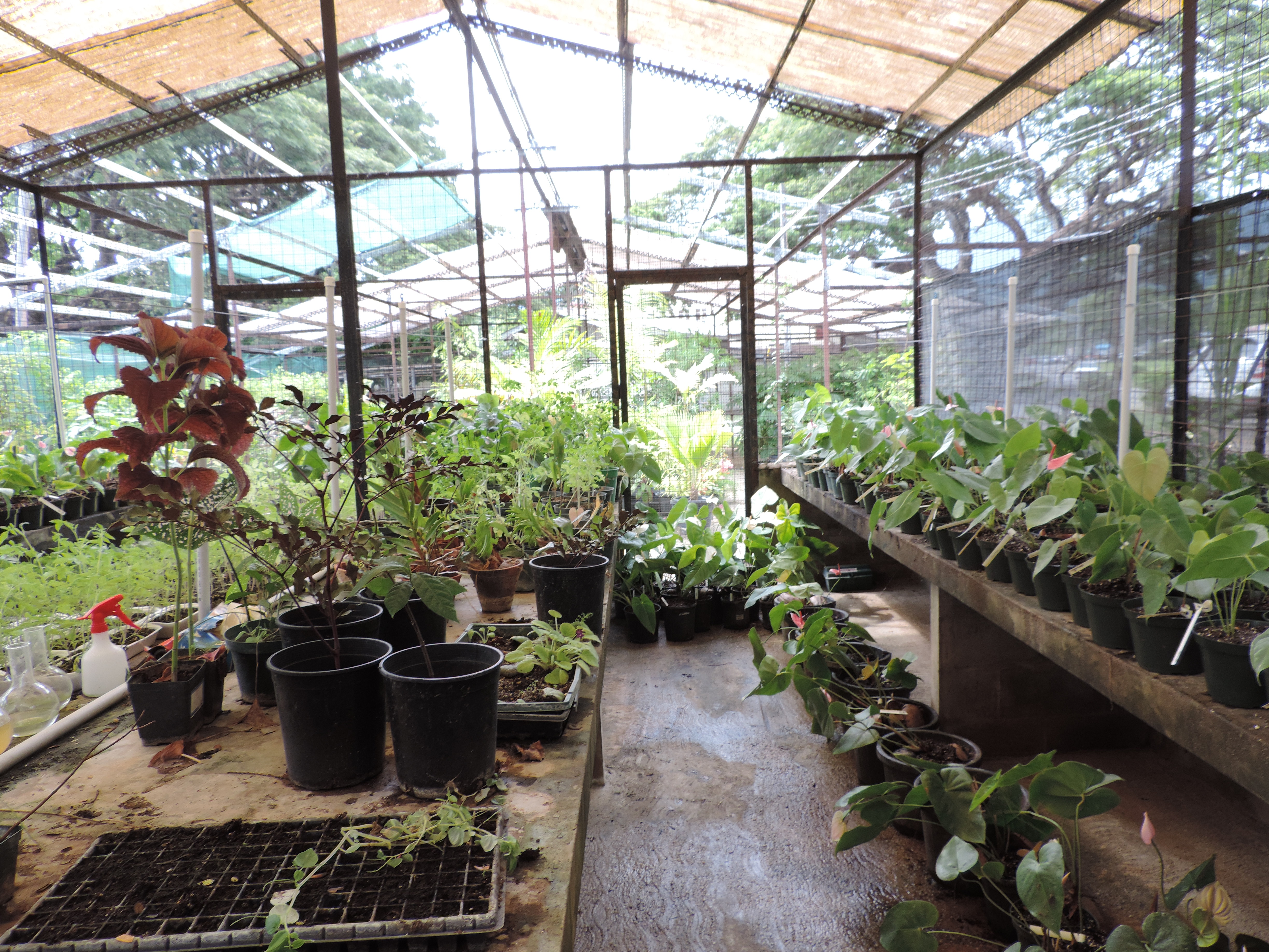Propagation and Nursery Establishment at The UWI - University Field Station