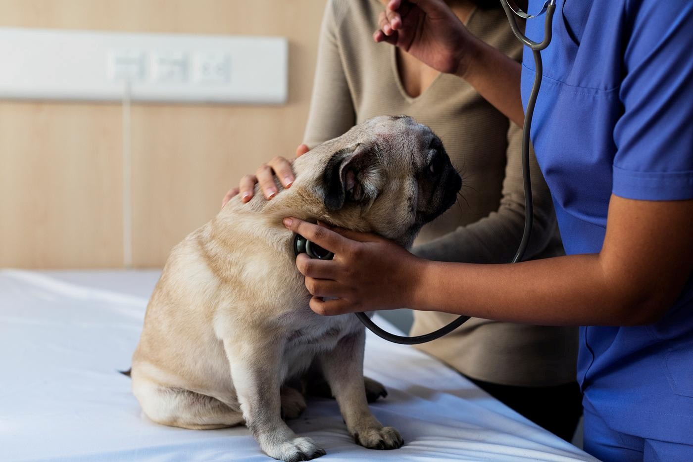 UWI Pet care and specialist surgeries clinic